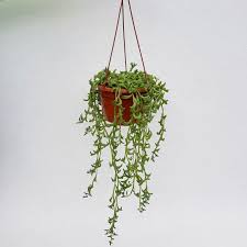 Image result for Senecio letouzeyanus