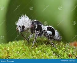 Image result for panda ant