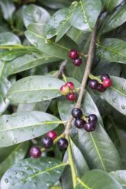 Cherry laurel for sale near me. Prunus Laurocerasus Cherry Laurel Shrub Ripening Fruits On Branches Stock Photo Image Of Outdoors Exterior 110392300