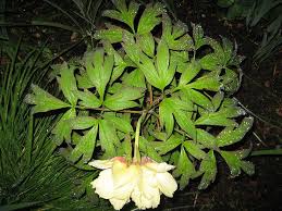 Maybe you would like to learn more about one of these? Pin Auf Gartenpflanzen
