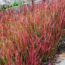 Image result for Imperial Crimson 1986 Buckton