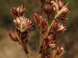 Image result for Juncus exsertus