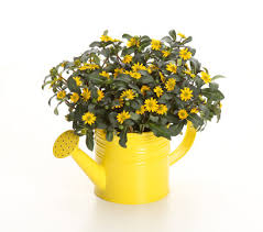 Image result for sanvitalia combine in pots