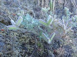 Image result for Pachylobus