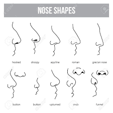 The royal has the most. Differently Shaped Noses Types Of The Human Nose Royalty Free Cliparts Vectors And Stock Illustration Image 73693206 In 2021 Nose Types Nose Shapes Nose Drawing