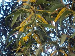 Image result for Acacia melanoxylon