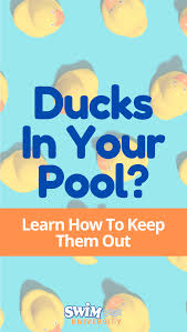 Everything you need to know about raising ducklings a typical day with pet ducks involves going out first thing in the morning to release the flock from their am i committed? How To Keep Ducks Out Of Your Pool Pool Duck Swimming Pools