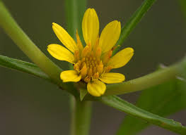 Image result for Geigeria filifolia