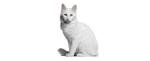 Turkish Angora Cat Breed - Complete Description, Pictures ...