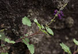 Image result for Equilabium selukwense