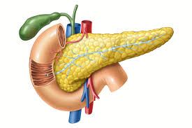 Image result for pancreas)