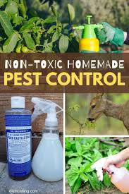 Take about 2 grams of this mixture and mix with one cup water and use to spray the sunflower plants to control bugs such as aphids, mealybugs, scales and mites. 6 Non Toxic Homemade Pest Control For Gardens Diy Morning