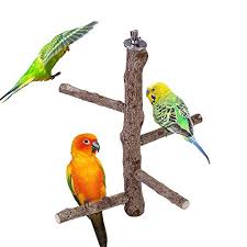 Stay around to know more about budgies , their history, anatomy, what they like and what they don't like. Best Bird Perches Buying Guide Gistgear