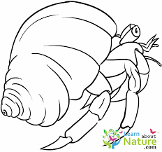 Cute printable snowman coloring pages. Hermit Crab Coloring Page Learn About Nature