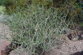 Image result for Jatropha campestris
