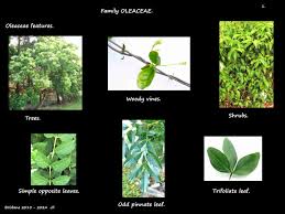 Image result for Oleaceae
