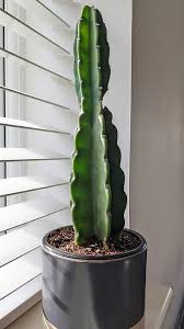 Image result for Cereus jamacaru