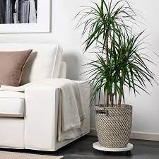 Lavoriamo ogni giorno per garantire i migliori prodotti al giusto prezzo. Ragkorn Portavasi Da Interno Esterno Naturale 24 Cm Ikea It