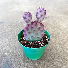 In this video we focus on primitive. Santa Rita Prickly Pear Cactus Peas Bees Co