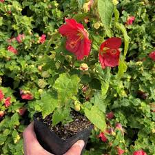 Image result for Abutilon lauraster