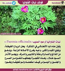 فوائد نبات الفاوانيا الطب النبوي والاعشاب Surgeon Lei Necklace