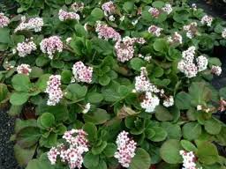 Image result for Bergia polyantha