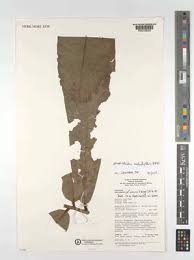 Image result for Polyceratocarpus gossweileri