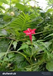 Image result for Ipomoea sinensis