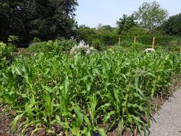 Image result for Zea mays