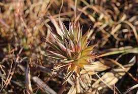 Image result for Macledium zeyheri