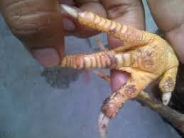 Kelebihan ayam bangkok sisik naga temurun. Sisik Ayam Jelek Dan Bagus Ciri Ciri Cara Memilih Warna Kaki
