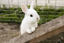 And we can't help but speculate why and how this small animal ended up traveling around like everyone else. Keeping A Single Rabbit Is It Ok To Have One Rabbit