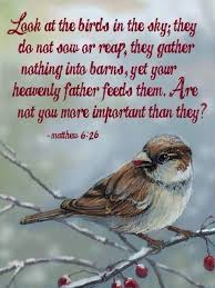 Look At The Birds Of The Air Verse Pin On Jesus Is My Joy