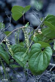 Image result for Dioscorea hirtiflora