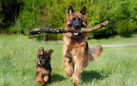 Carattere dei cani e caratteristiche che determinano il loro comportamento. Pastore Tedesco Caratteristiche Razza Alimentazione E Prezzo