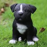 PuppyFind | Pitbull Puppies for Sale