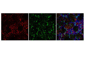 Flisa plate was coated with purified goat. Anti Mouse Igg H L F Ab 2 Fragment Alexa Fluor 594 Conjugate Cell Signaling Technology