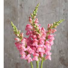 Pin By Elise On Watercolor Ideas In 2021 Snapdragon Flowers Flower Seeds Snapdragons