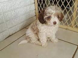 Female Cockapoo 9 Wks Old Ksl Com Cockapoo Pets Wyoming