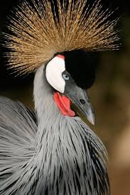 Birds On Safari 10 Common Birds To See On Your African Safari African Animals Photography South African Birds African Animals