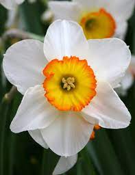 Pin On Our Garden Needs