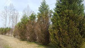 We did not find results for: My Leyland Cypress Is Dying From The Bottom Up Is It Going To Die Washington Daily News Washington Daily News