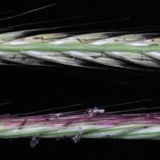 Image result for Enteropogon prieurii