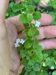 Image result for Clinopodium