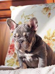 They can range from dark brown to a light cream shade. Choco Blue French Bulldog Kennel Startseite Facebook
