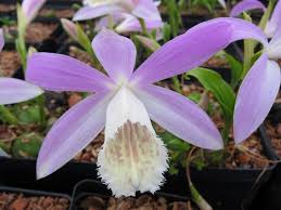 Check spelling or type a new query. Pleione