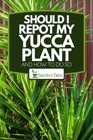 Should I Repot My Yucca Plant And How To Do So Garden Tabs