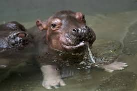 Mother Hippos Give Birth Underwater So It S Perhaps No Surprise That Baby Hippopotamuses Like To Spend Most Of Their Day Submerged This Little Hip Pinteres