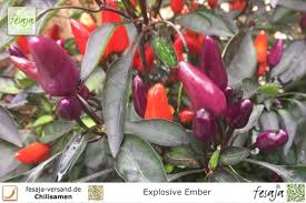 Average rating | write a review. Explosive Ember Fesaja Versand