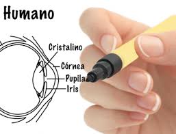 Moscas Volantes O Puntos Negros Flotando En El Ojo